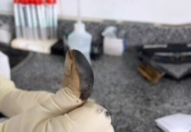 Corpo em decomposição é identificado por Papiloscopia na CRPT de Juazeiro